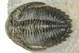 Hollardops Trilobite Fossil With Cornuproetus - Ofaten, Morocco #327548-2